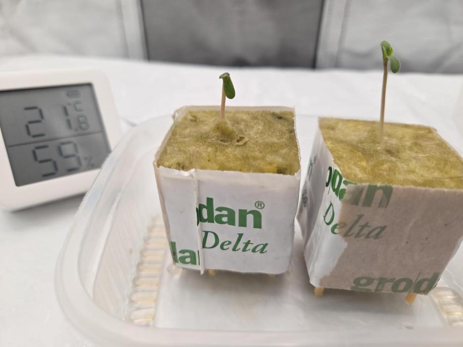 Gorilla Z Auto NFT Led. Week 0