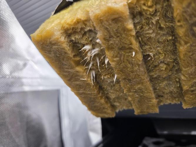 Gorilla Z Auto NFT Led. Week 2