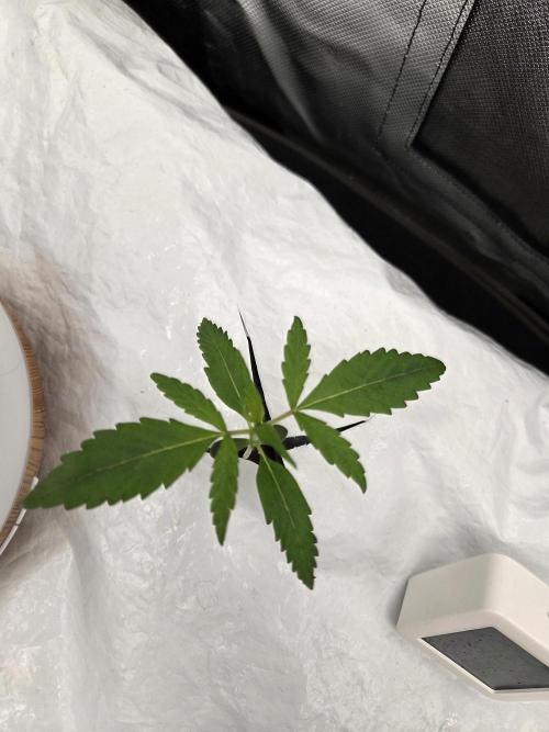 Gorilla Z Auto NFT Led. Week 2