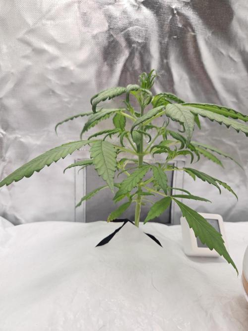 Gorilla Z Auto NFT Led. Week 3