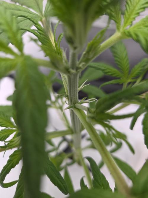 Gorilla Z Auto NFT Led. Week 3