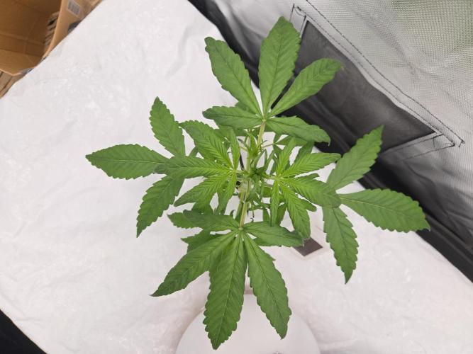 Gorilla Z Auto NFT Led. Week 3