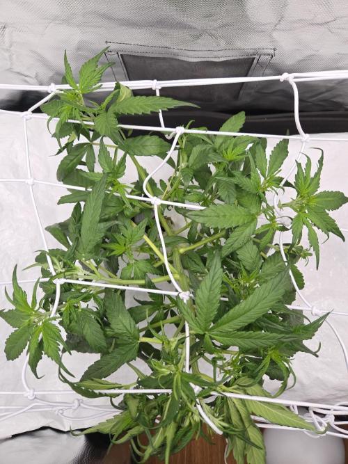 Gorilla Z Auto NFT Led. Week 4 - Scrog started