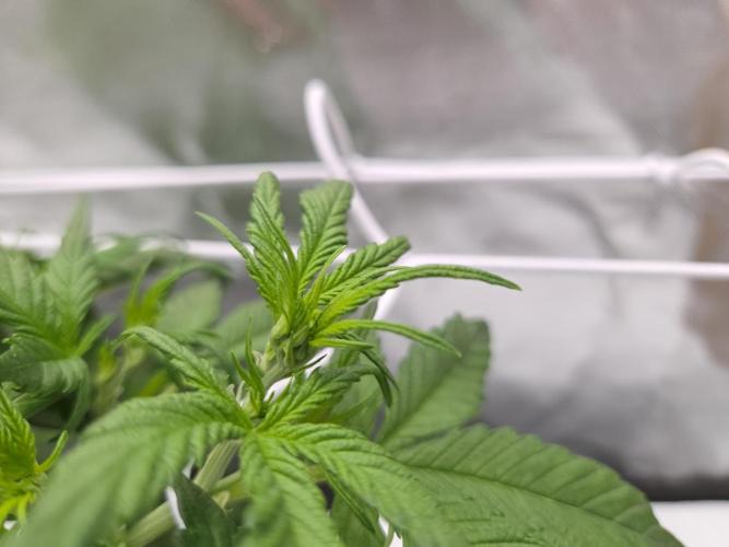 Gorilla Z Auto NFT Led. Week 4 - No clawing in new growth