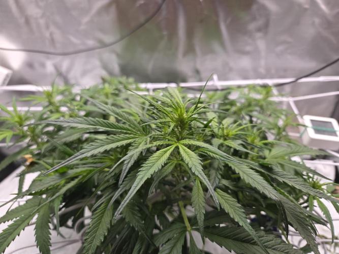 Gorilla Z Auto NFT Led. Week 5 - Main cola