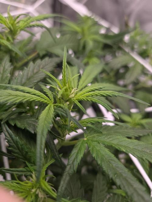 Gorilla Z Auto NFT Led. Week 5 - Early flowering