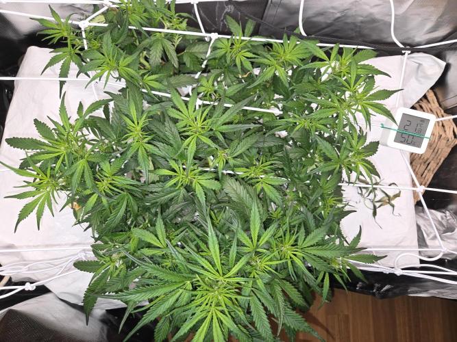 Gorilla Z Auto NFT Led. Week 5 - Canopy