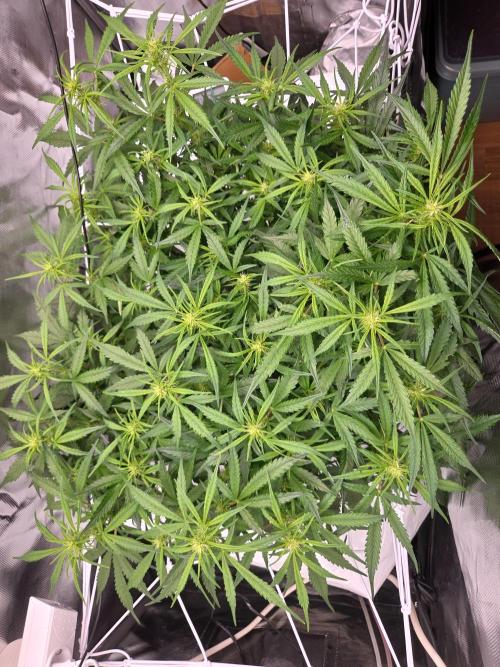 Gorilla Z Auto NFT Led. Week 6 - Really bushy and leafy