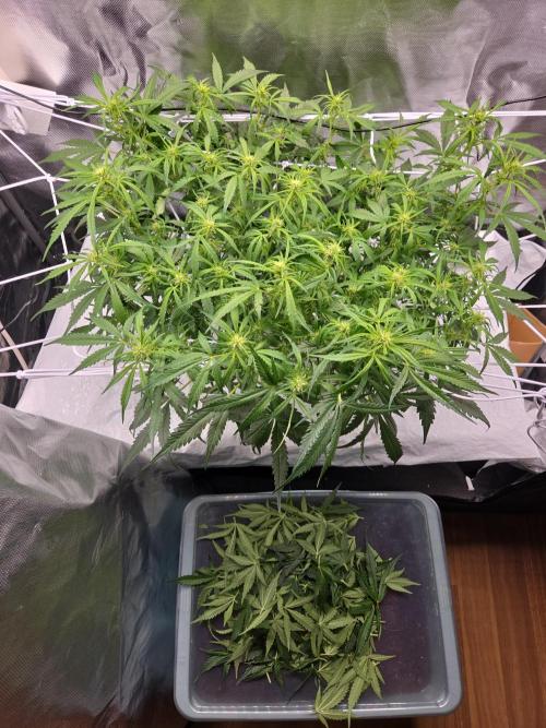 Gorilla Z Auto NFT Led. Week 6 - Defoliation