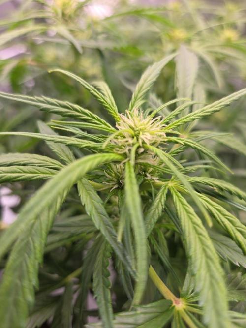 Gorilla Z Auto NFT Led. Week 6 - Flowers forming