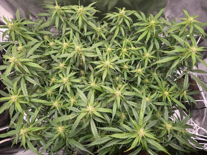 Gorilla Z Auto NFT Led. Week 7