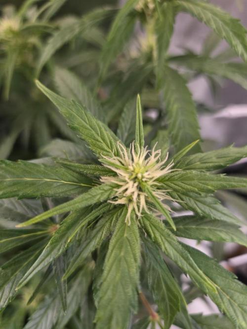 Gorilla Z Auto NFT Led. Week 7