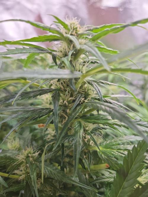 Gorilla Z Auto NFT Led. Week 7