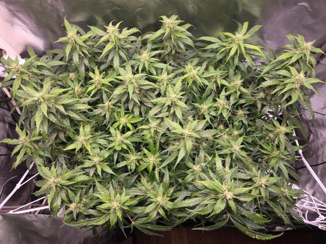 Gorilla Z Auto NFT Led. Week 8