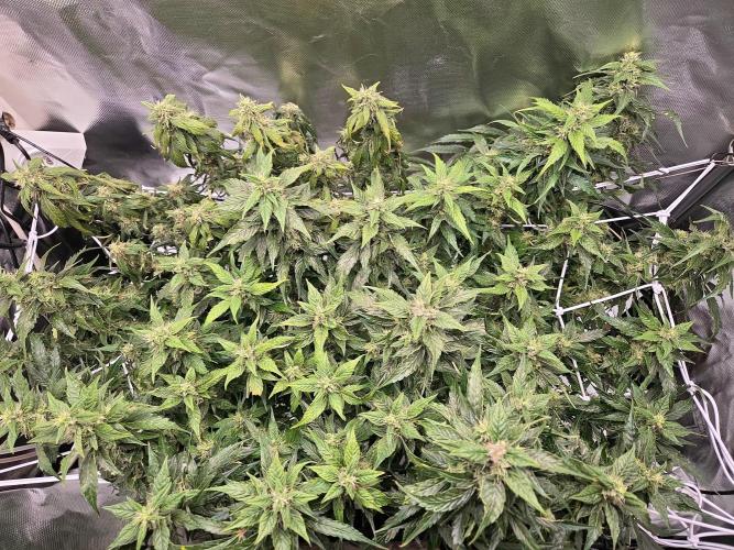Gorilla Z Auto NFT Led. Week 9