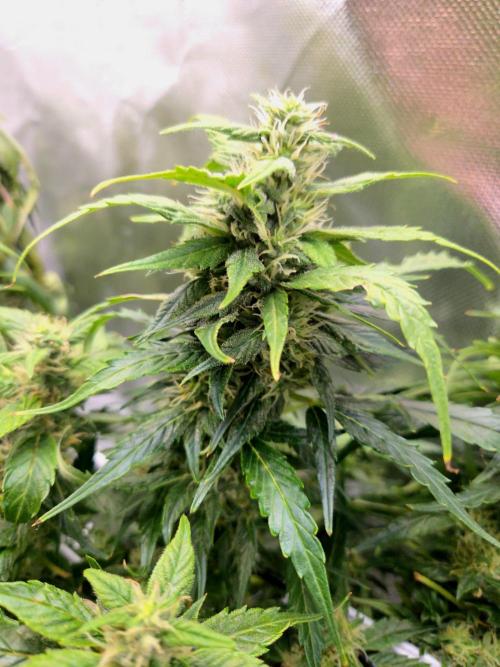 Gorilla Z Auto NFT Led. Week 9