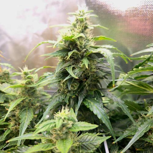 Gorilla Z Auto NFT Led. Week 10