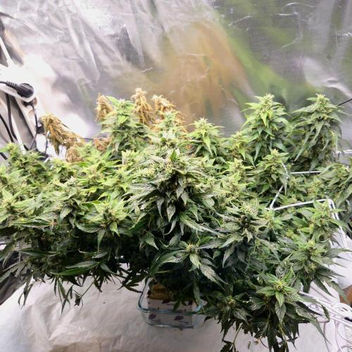 Gorilla Z Auto NFT Led. Week 10