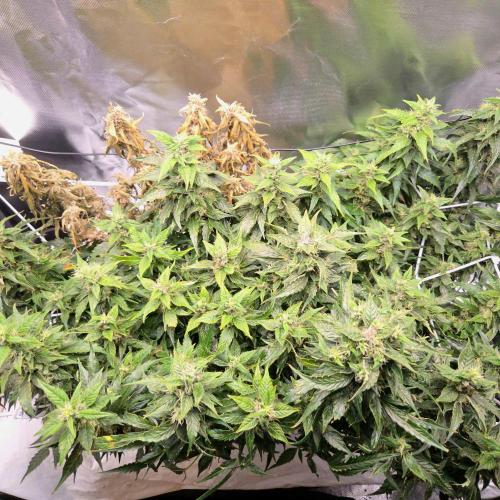 Gorilla Z Auto NFT Led. Week 10
