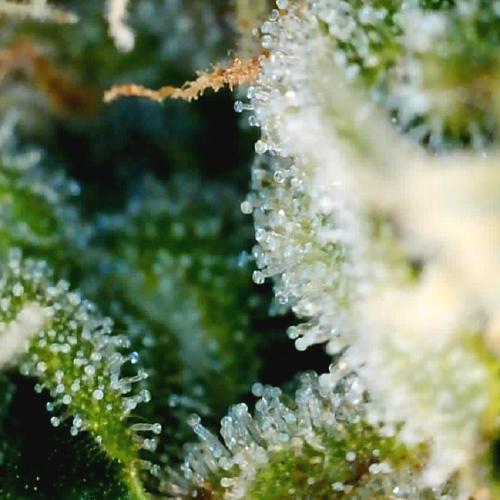 Gorilla Z Auto NFT Led. Week 10