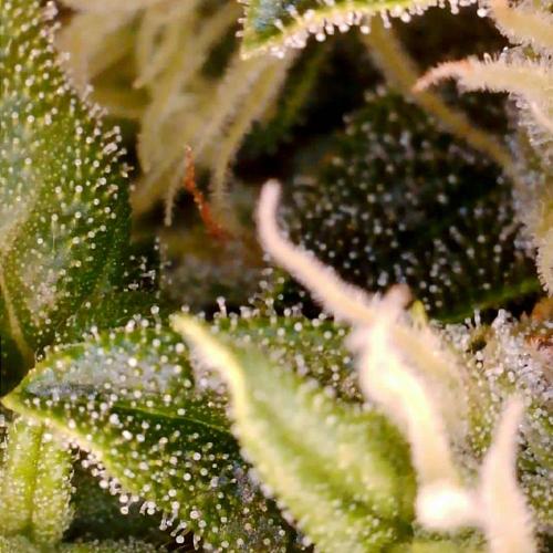 Gorilla Z Auto NFT Led. Week 10