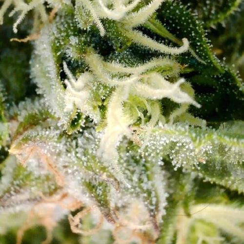 Gorilla Z Auto NFT Led. Week 10