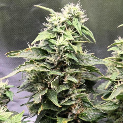 Gorilla Z Auto NFT Led. Week 11