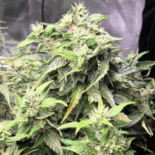 Gorilla Z Auto NFT Led. Week 11