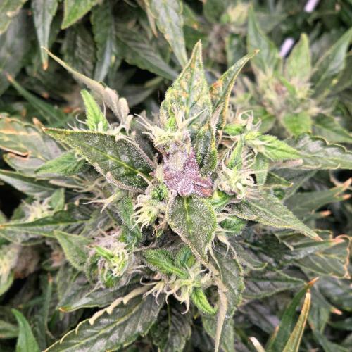 Gorilla Z Auto NFT Led. Week 11