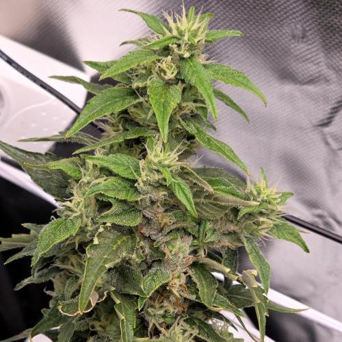 Gorilla Z Auto NFT Led. Week 11