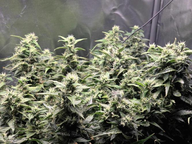 Gorilla Z Auto NFT Led. Week 11