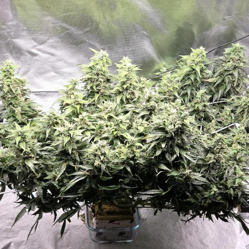 Gorilla Z Auto NFT Led. Week 11