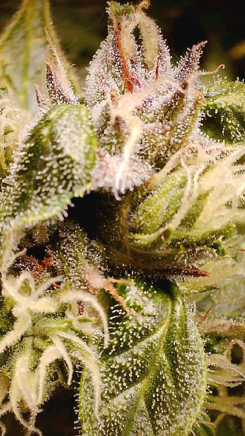 Gorilla Z Auto NFT Led. Week 11