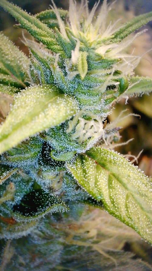 Gorilla Z Auto NFT Led. Week 11