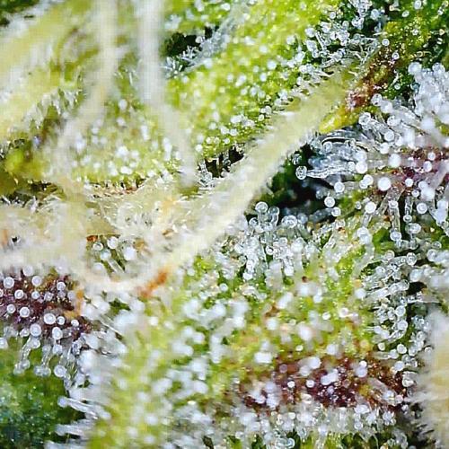 Gorilla Z Auto NFT Led. Week 11