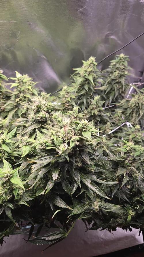 Gorilla Z Auto NFT Led
