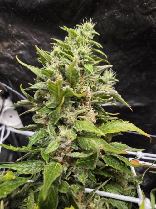 Gorilla Z Auto NFT Led. Week 12