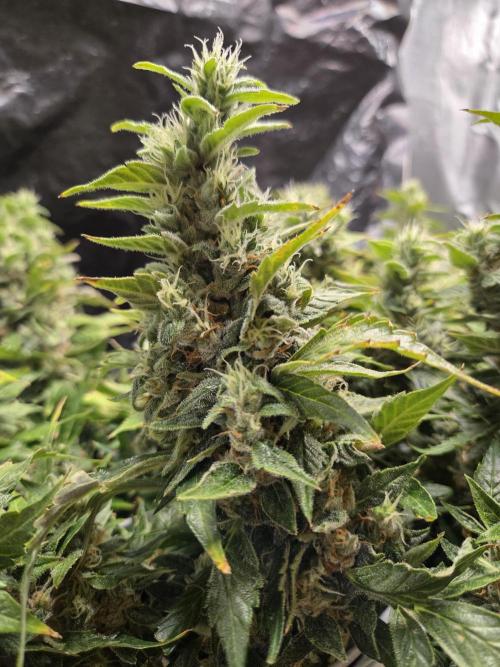 Gorilla Z Auto NFT Led. Week 12