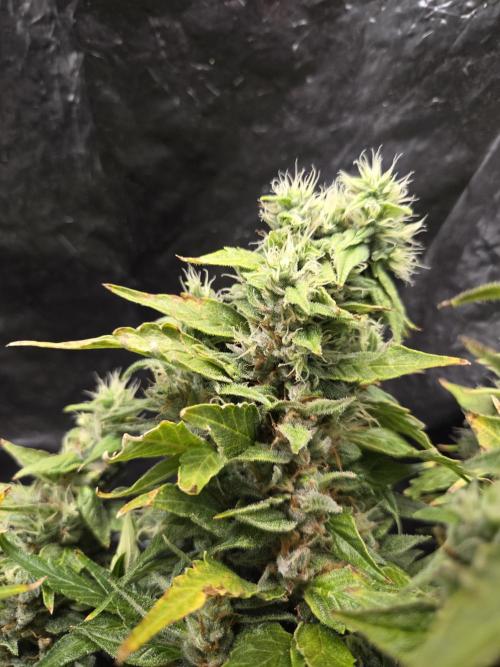 Gorilla Z Auto NFT Led. Week 12