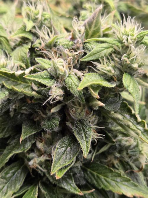 Gorilla Z Auto NFT Led. Week 12