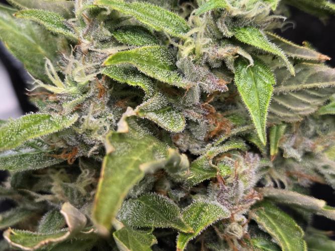 Gorilla Z Auto NFT Led. Week 12
