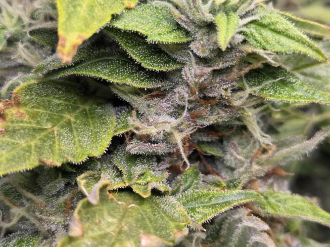 Gorilla Z Auto NFT Led. Week 12