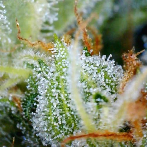 Gorilla Z Auto NFT Led. Week 12