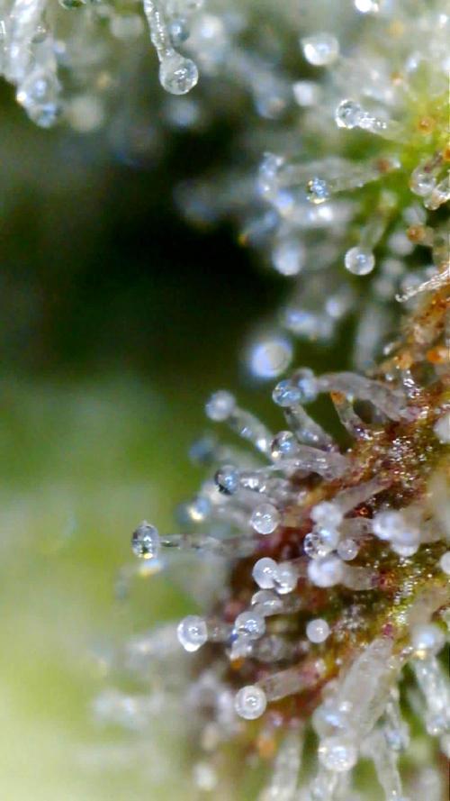 Gorilla Z Auto NFT Led. Week 12