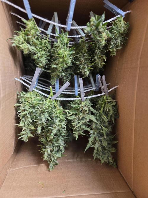 Gorilla Z Auto NFT Led. Week 13