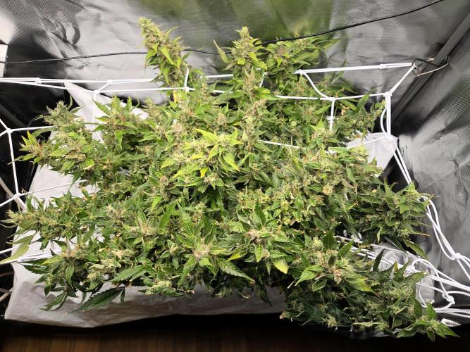 Gorilla Z Auto NFT Led. Week 13