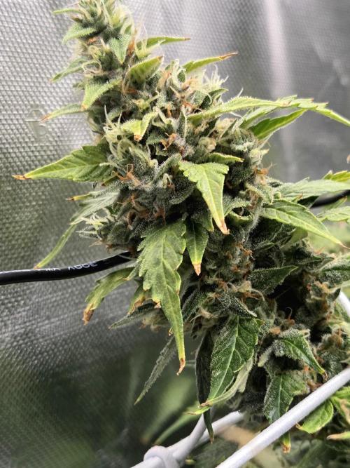 Gorilla Z Auto NFT Led. Week 13