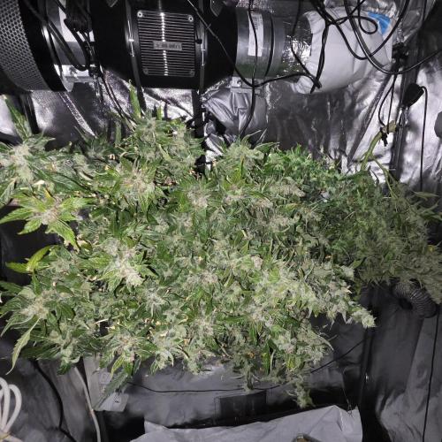 Gorilla Z Auto NFT Led. Week 13
