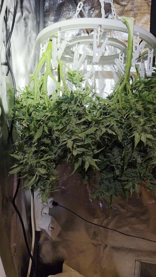Gorilla Z Auto NFT Led