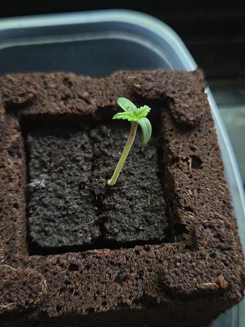 Auto AK47. Week 0